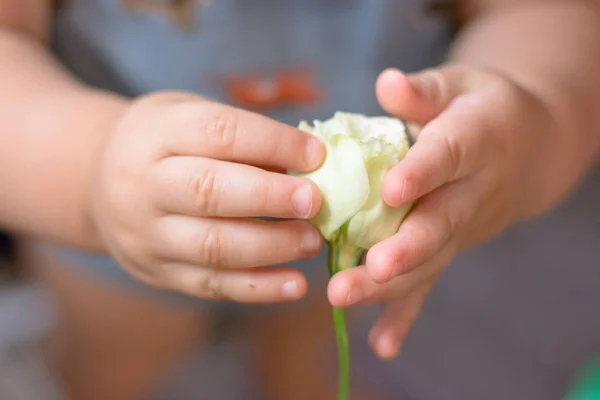 Close up of baby hands holding a white eustoma flower Stock Image