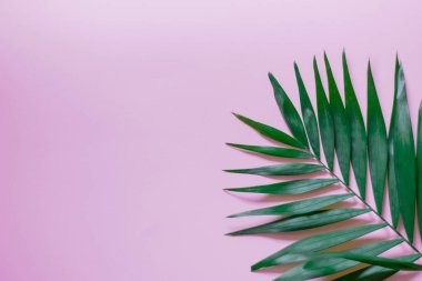 Pembe arka planda tropik palmiye yaprakları. düz yat