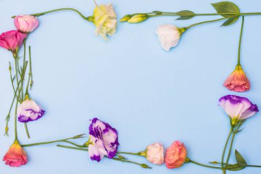 Frame of white and pink eustoma flowers on blue background, flat lay