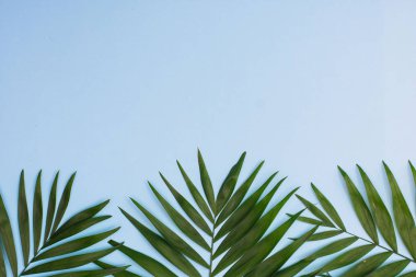 Mavi arka planda tropik palmiye yaprakları çerçevesi. düz yat