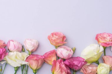 Gri arka planda, yumuşak beyaz ve pembe Eustoma çiçekleri, düz yatıyordu.