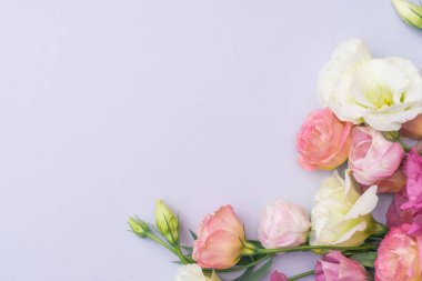 Gri arka planda, yumuşak beyaz ve pembe Eustoma çiçekleri, düz yatıyordu.