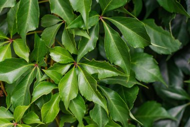 Background of grape creeper ivy plant growing on a wall