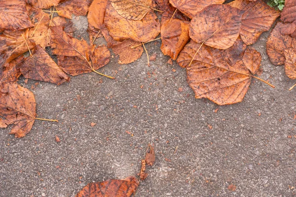 Feuilles d'automne orange sur la route asphaltée . — Photo