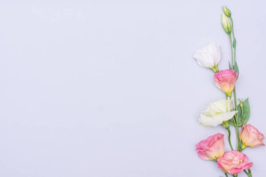 Gri arkaplan üzerinde yumuşak beyaz ve pembe Eustoma çiçekleri, düz, üst görünüm