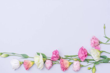 Gri arkaplan üzerinde yumuşak beyaz ve pembe Eustoma çiçekleri, düz, üst görünüm