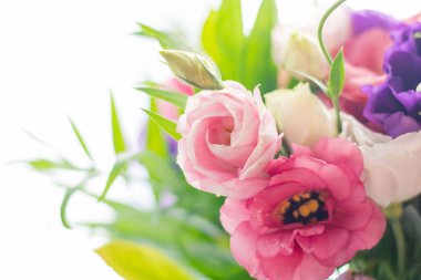 Beyaz arka planda izole edilmiş yumuşak beyaz ve pembe östoma çiçekleri.