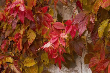 White ruined plaster cement wall with red autumn ivy leaves