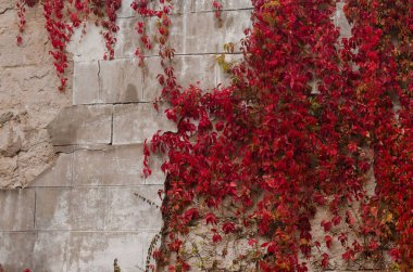 White ruined plaster cement wall with red autumn ivy leaves