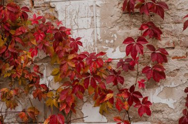 White ruined plaster cement wall with red autumn ivy leaves