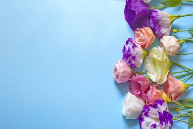 Mavi arkaplanda yumuşak beyaz ve pembe Eustoma çiçekleri, düz yatış, üst görünüm