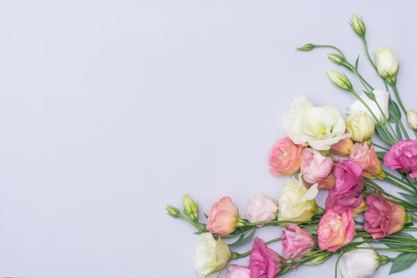 Gri arkaplan üzerinde yumuşak beyaz ve pembe Eustoma çiçekleri, düz, üst görünüm