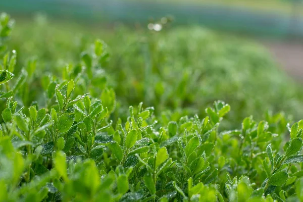 Fresh Green Grass Rain Dew Water Drops — Stock Photo, Image