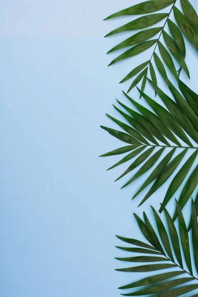 Tropical palm leaves frame on blue background. flat lay, top view