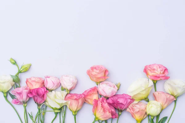 Gri arkaplan üzerinde yumuşak beyaz ve pembe Eustoma çiçekleri, düz, üst görünüm