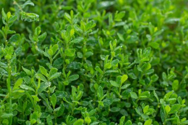 Taze yeşil çimenler ve çiğ damlaları.