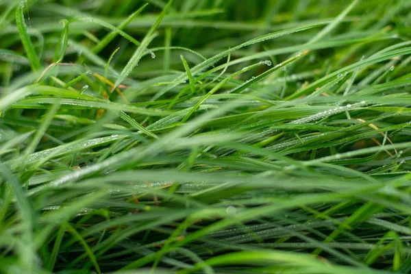 Grama Verde Fresca Com Gotas Água Orvalho Chuva — Fotografia de Stock