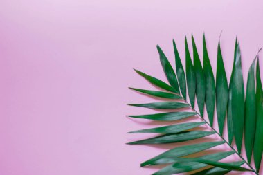 Pembe arka planda tropik palmiye yaprakları. düz yatış, üst görünüm
