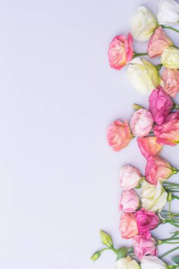 Gri arkaplan üzerinde yumuşak beyaz ve pembe Eustoma çiçekleri, düz, üst görünüm