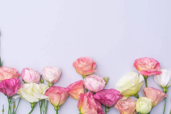 Gri arkaplan üzerinde yumuşak beyaz ve pembe Eustoma çiçekleri, düz, üst görünüm