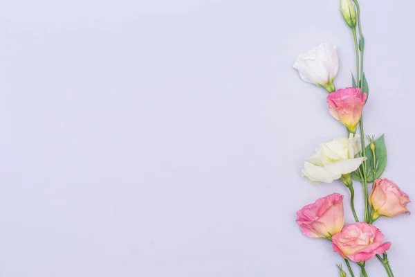 Gri arkaplan üzerinde yumuşak beyaz ve pembe Eustoma çiçekleri, düz, üst görünüm