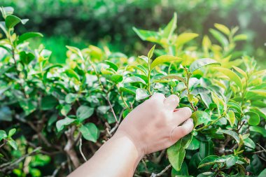 Asyalı kadınların çay tarlasından çay yapraklarını toplarken, sabahları taze yeşil çay çiftliği ışıklarıyla..