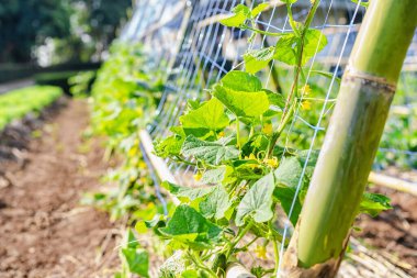 Taze yeşil balkabağı yaprakları bahçedeki tel örgülere tırmanıyor..