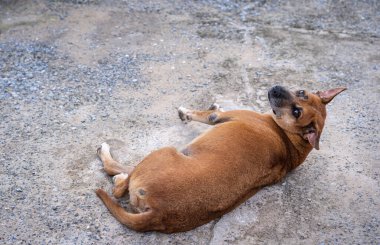 Mutlu sevimli yaşlı kahverengi köpek yerde uzanıyor ve tatlı kahverengi gözleriyle kameraya bakarak başını kaldırıyor. Oyuncu Taylandlı yetişkin bir köpek dinleniyor ve sahibini izliyor. Rahatlama ve evde kalma kavramı.