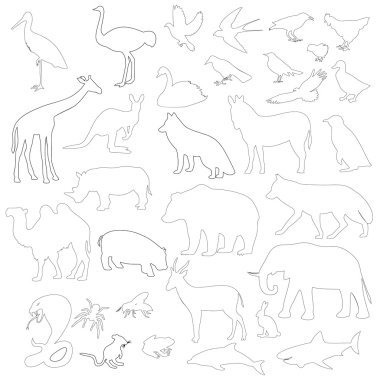 hayvanlar üzerinde beyaz bir arka plan