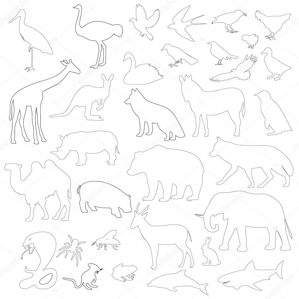 animals on a white background