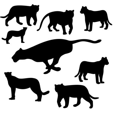 Cheetah çekimde, vektör