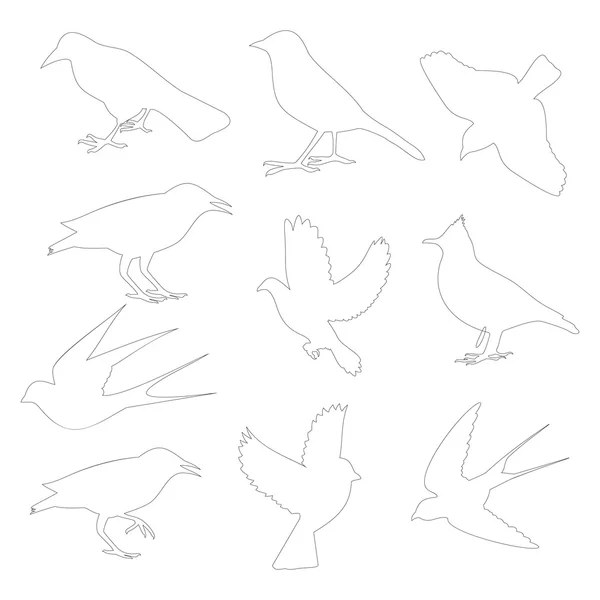 Πουλιά περίγραμμα σε λευκό φόντο — Διανυσματικό Αρχείο