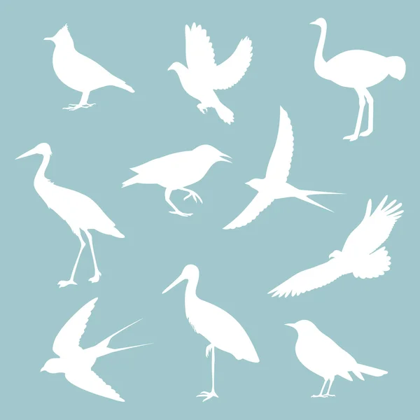 Différents oiseaux sur fond bleu — Image vectorielle