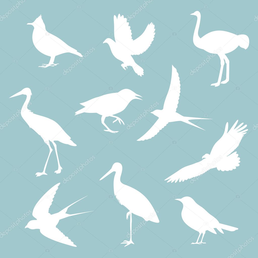 different birds on blue background