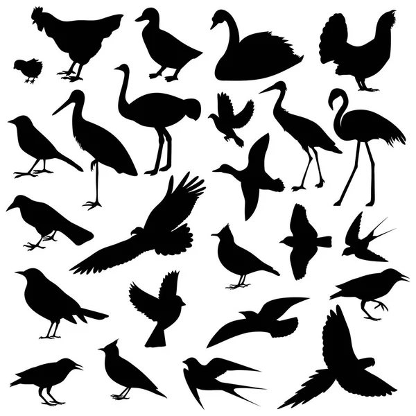 Imagen de aves, diferentes tipos de aves — Archivo Imágenes Vectoriales