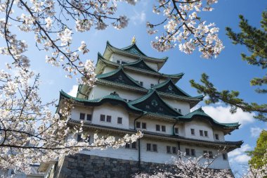 Kiraz Çiçeği Ağaçlı Nagoya Şatosu, Japonya