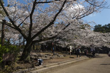 Nagoya, Japonya - 1 Nisan 2018 Nagoya Kalesi Zemininde kiraz ağacı dolu bahçe