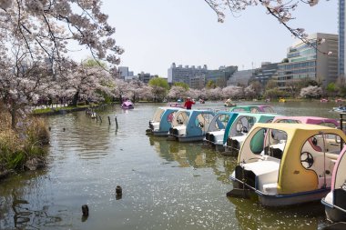 Güneşli bir günde Kiraz Çiçeği ile Ueno Parkı 'ndaki bir gölde Pedal Teknesi