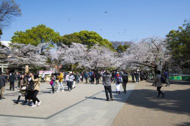 TOKYO, JAPONYA - 6 APR 2019: Kiraz Çiçeği Görme Festivali veya Ueno Park, Tokyo, Japonya 'daki Hanami