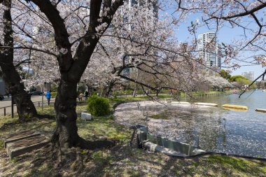 Small pond in Ueno Park with Cherry Blossom on a sunny day clipart