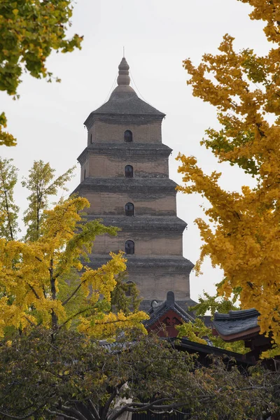 Giant Wild Goose Pagoda Foreground Autumn Gingo Trees Shaanxi China — Stock Photo, Image