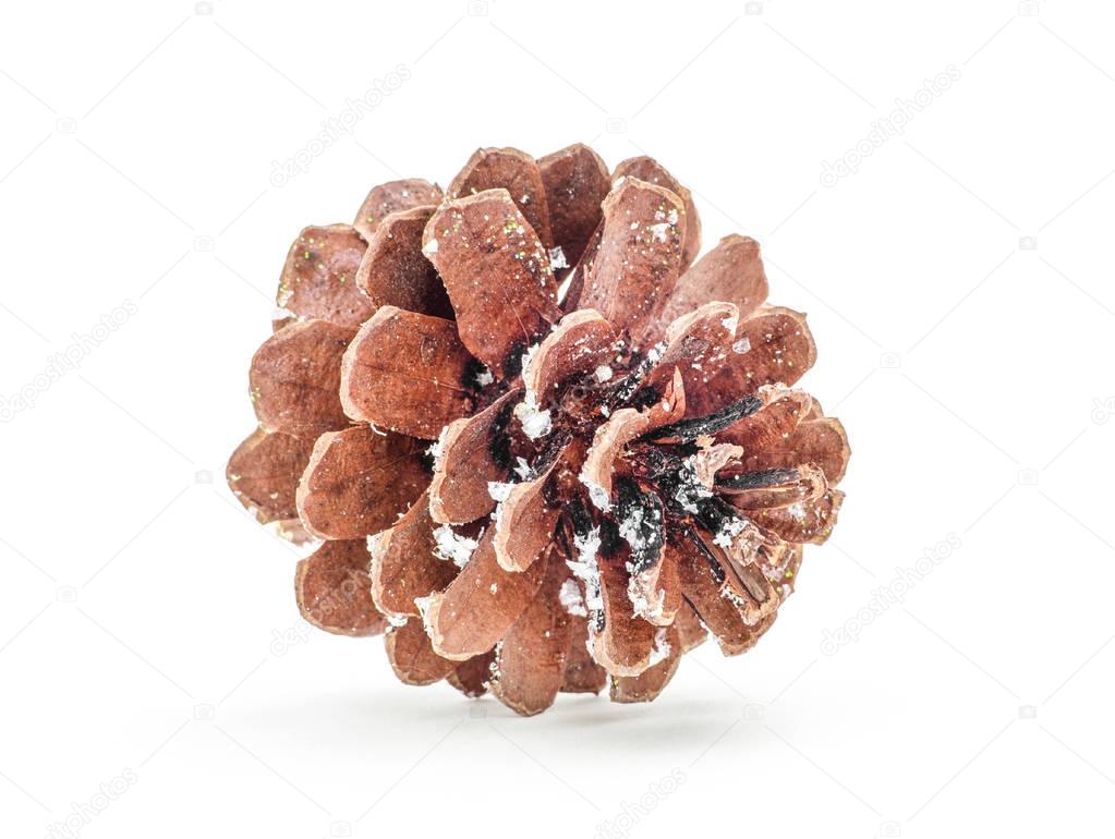cones coniferous trees isolated on white