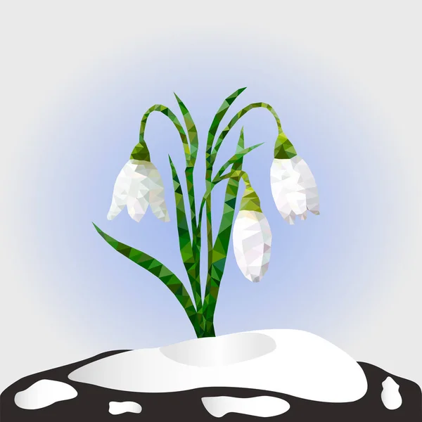 Illustrazione vettoriale. Fiori di bucaneve di primavera su una neve . — Vettoriale Stock