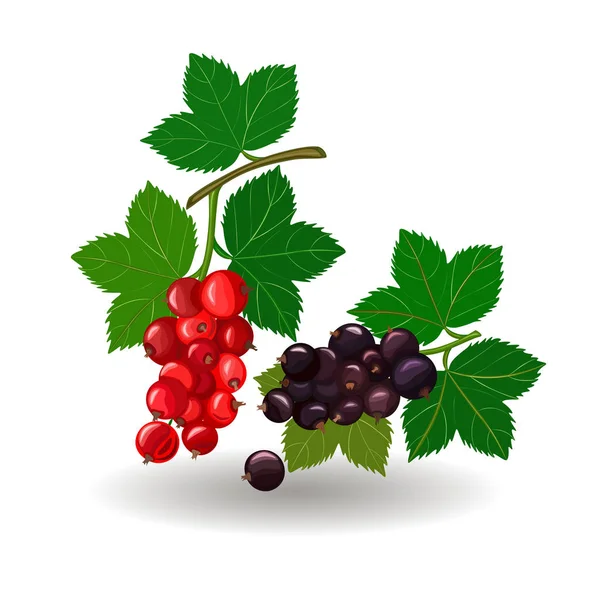 Schöne Vektorillustration Zweige roter und schwarzer Johannisbeeren isoliert auf weißem Hintergrund. Beeren. — Stockvektor