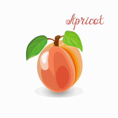 Kayısı. Olgun sulu meyve yaprak. Vektör illüstrasyon izole beyaz arka plan.