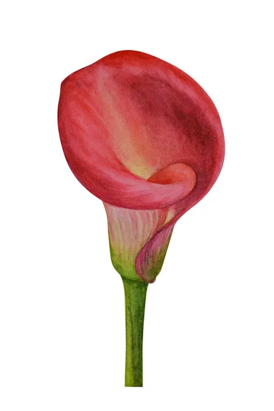 Aquarell Botanische Illustration Handbemalte Calla Lilienblüten Auf Weißem Hintergrund Bemalte — Stockfoto