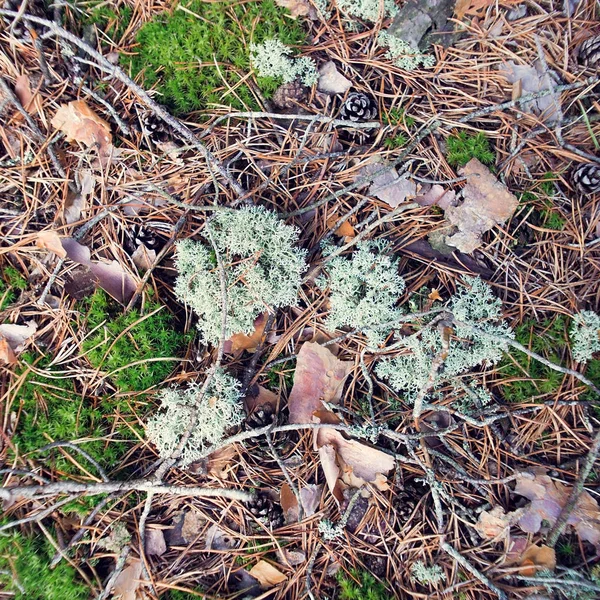 Verschillende texturen van de bosbodem. Natuurlijke scènes achtergrond. Forest moss en korstmossen. — Stockfoto