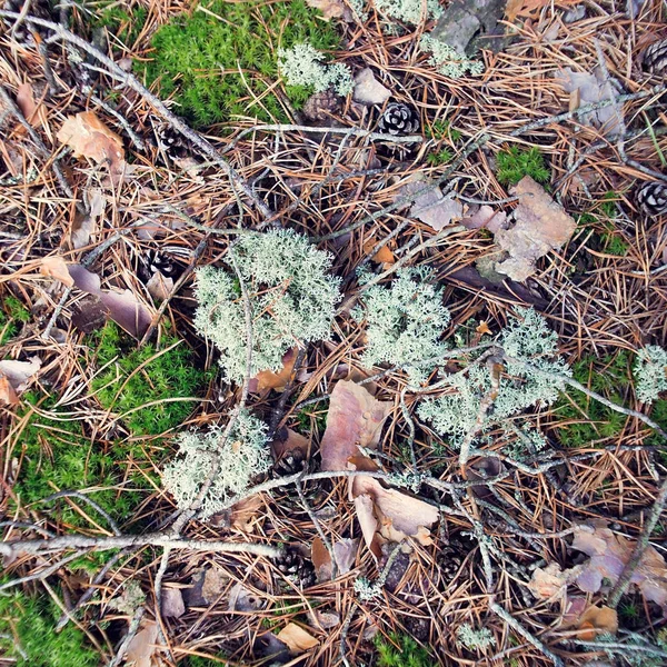 Unterschiedliche Beschaffenheit des Waldbodens. natürliche Szenen Hintergrund. Waldmoos und Flechten. — Stockfoto