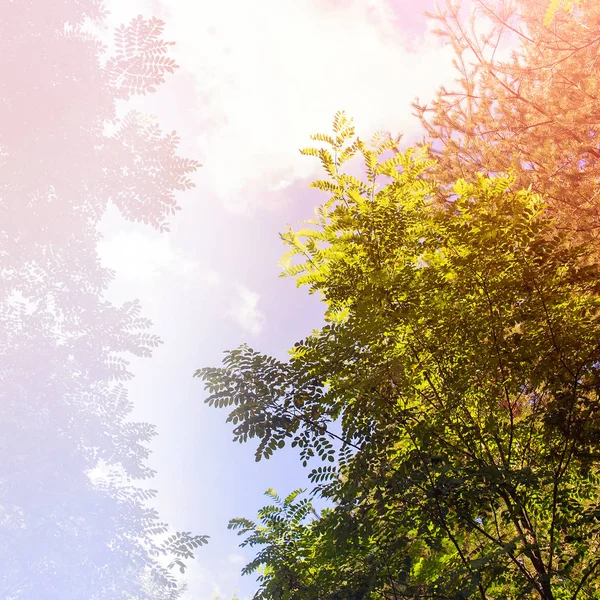 Φως του ήλιου μέσα από τα φύλλα. Αφηρημένα φόντο φωτογραφία φύσης. Acacia δέντρο ενάντια στον ουρανό. — Φωτογραφία Αρχείου