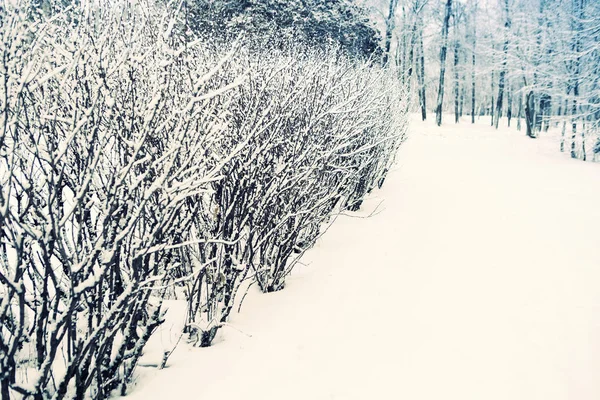 公园里的雪树枝 刚下雪 冬天在街上 被雪覆盖的路线 — 图库照片